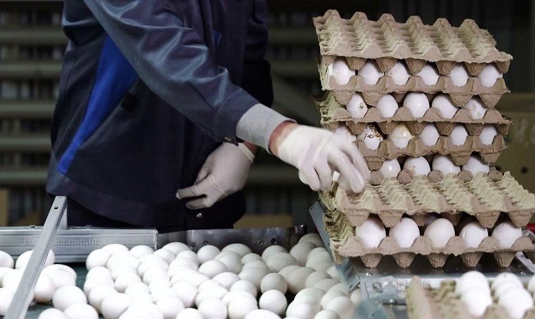 افزایش قیمت تخم مرغ
