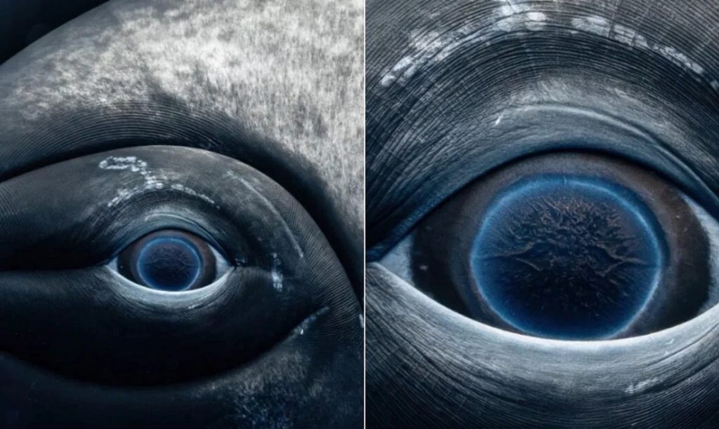 عکس چشم نهنگ از نزدیک