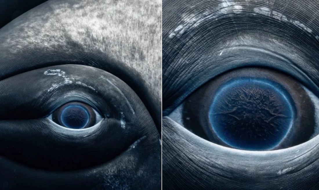 عکس چشم نهنگ از نزدیک