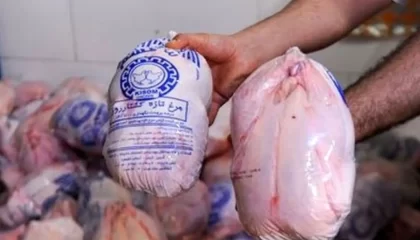 توزیع مرغ منجمد تنظیم بازاری