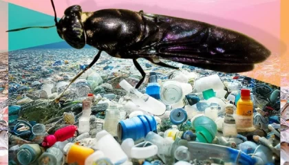 میکروپلاستیک‌ها حشرات را به اندازه‌ای بزرگ می‌کنند