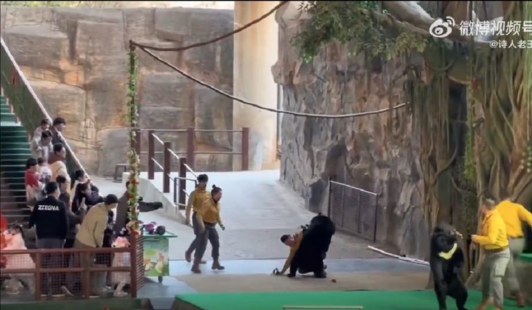 لحظه وحشتناک حمله خرس به کارگر باغ وحش