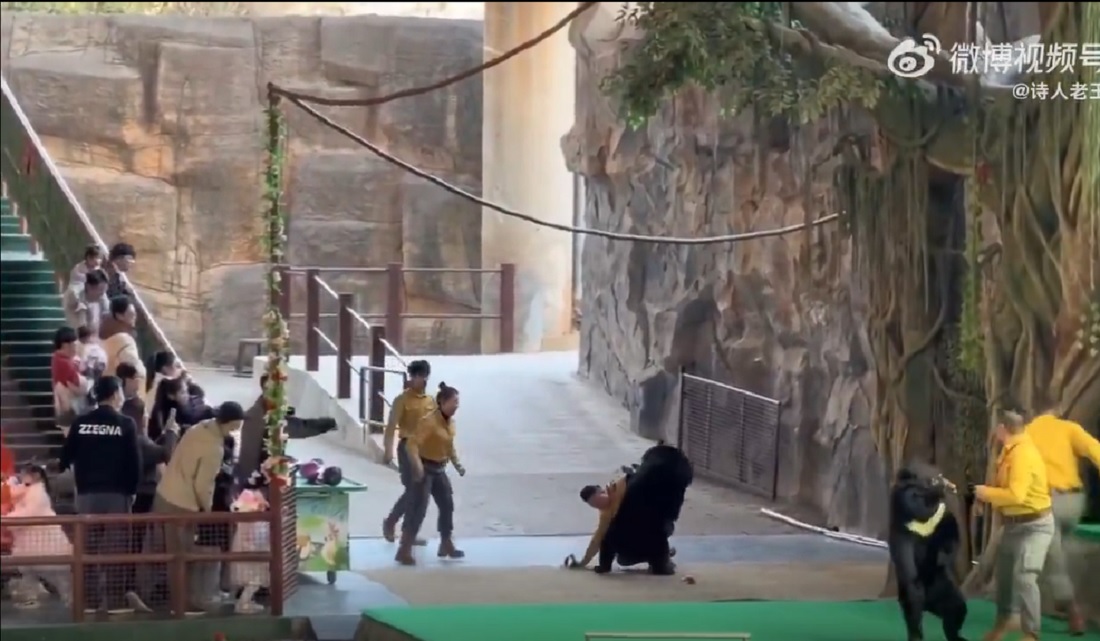 لحظه وحشتناک حمله خرس به کارگر باغ وحش