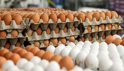 حذف ارز ترجیحی، تخم‌مرغ را به ۳۶۰-۴۲۰ هزار تومان رساند!